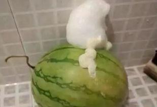 吃瓜会吐泡泡,揭秘夏日消暑美食的奇妙现象