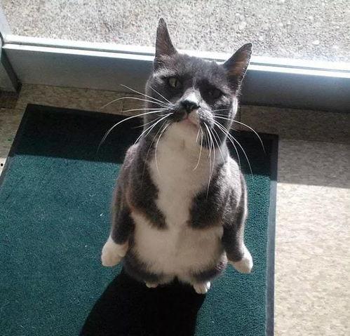 猫吃瓜现场,一场猫吃瓜的趣味现场