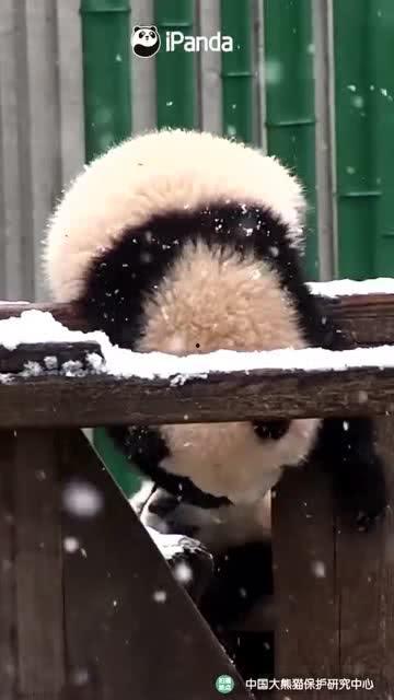 吃瓜小熊露脸,揭秘网络红人的神秘面纱