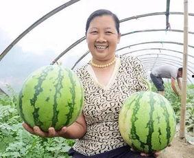 梦见亲人吃瓜,亲人共享瓜果的温馨瞬间