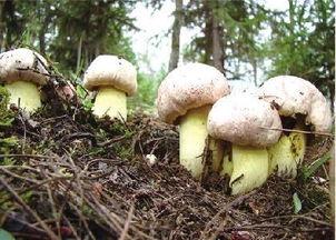 呆瓜吃菌,一场奇妙的菌类美食之旅