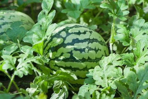 云瓜怎么吃,解锁云瓜的多重吃法