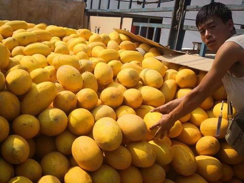 呼和浩特吃瓜群,揭秘城市生活百态的“瓜田”