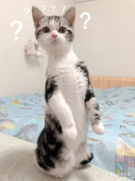 吃瓜的猫作者,揭秘娱乐圈背后的秘密与真相