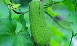 校园吃瓜情报处