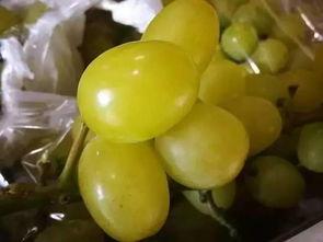 吃瓜精品汇,带你领略美食世界的无限魅力