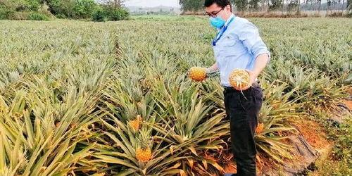 吃瓜海南大学生,吃瓜背后的校园生活与文化现象