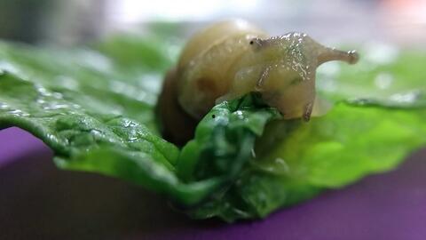 吃瓜蜗牛酱,揭秘美食界的“慢生活”哲学