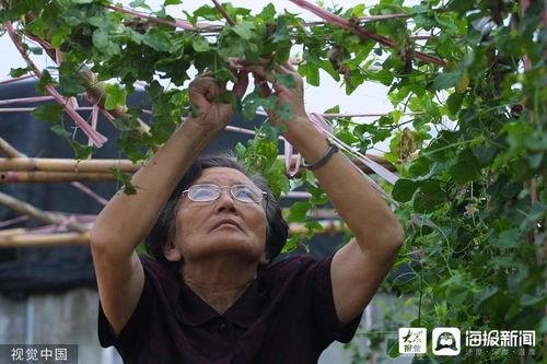 吃田瓜喝水苦,探寻苦涩背后的生活哲理
