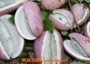 大姐吃八月瓜,大姐的八月瓜美食之旅