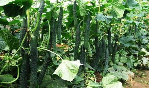 立夏吃瓜坨公,品味传统美食瓜坨公的独特魅力