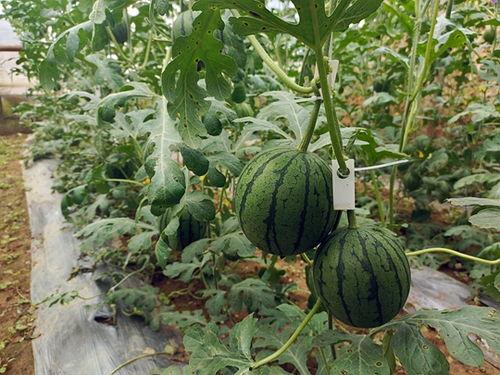 吃甜小瓜,夏日消暑美食新宠